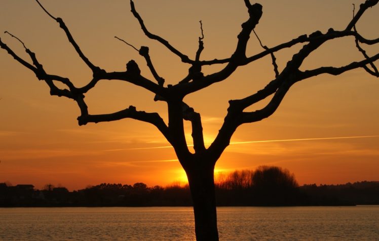 tree, Sunset, Sea, Landscape HD Wallpaper Desktop Background