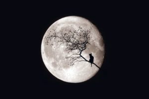 moon, Night, Cat, Tree, Magic, Sky