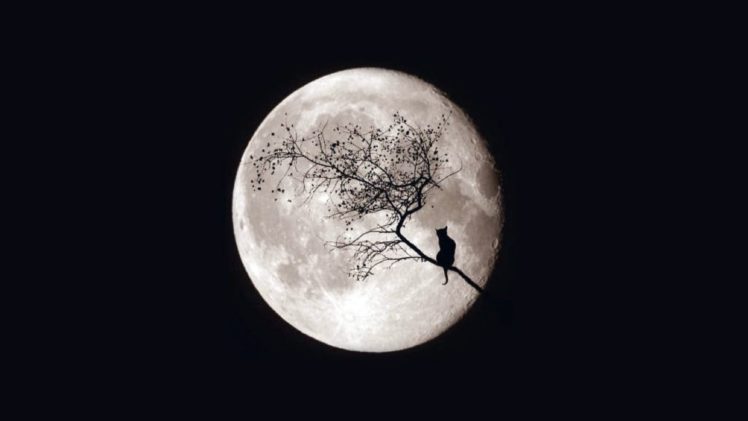 moon, Night, Cat, Tree, Magic, Sky HD Wallpaper Desktop Background