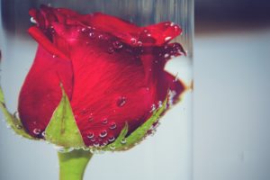 nature, Flowers, Roses, Underwater, Red, Drops