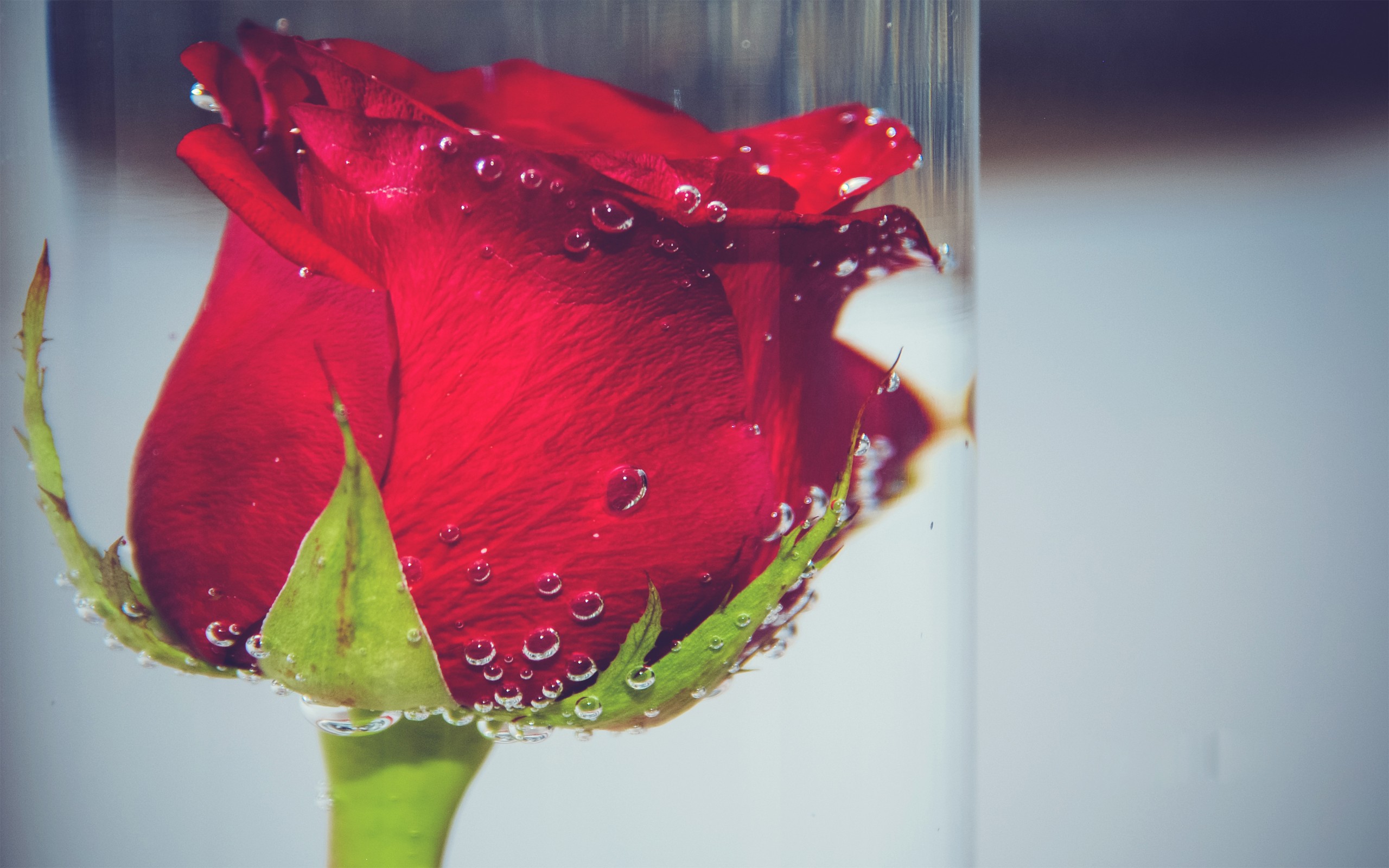 nature, Flowers, Roses, Underwater, Red, Drops Wallpaper
