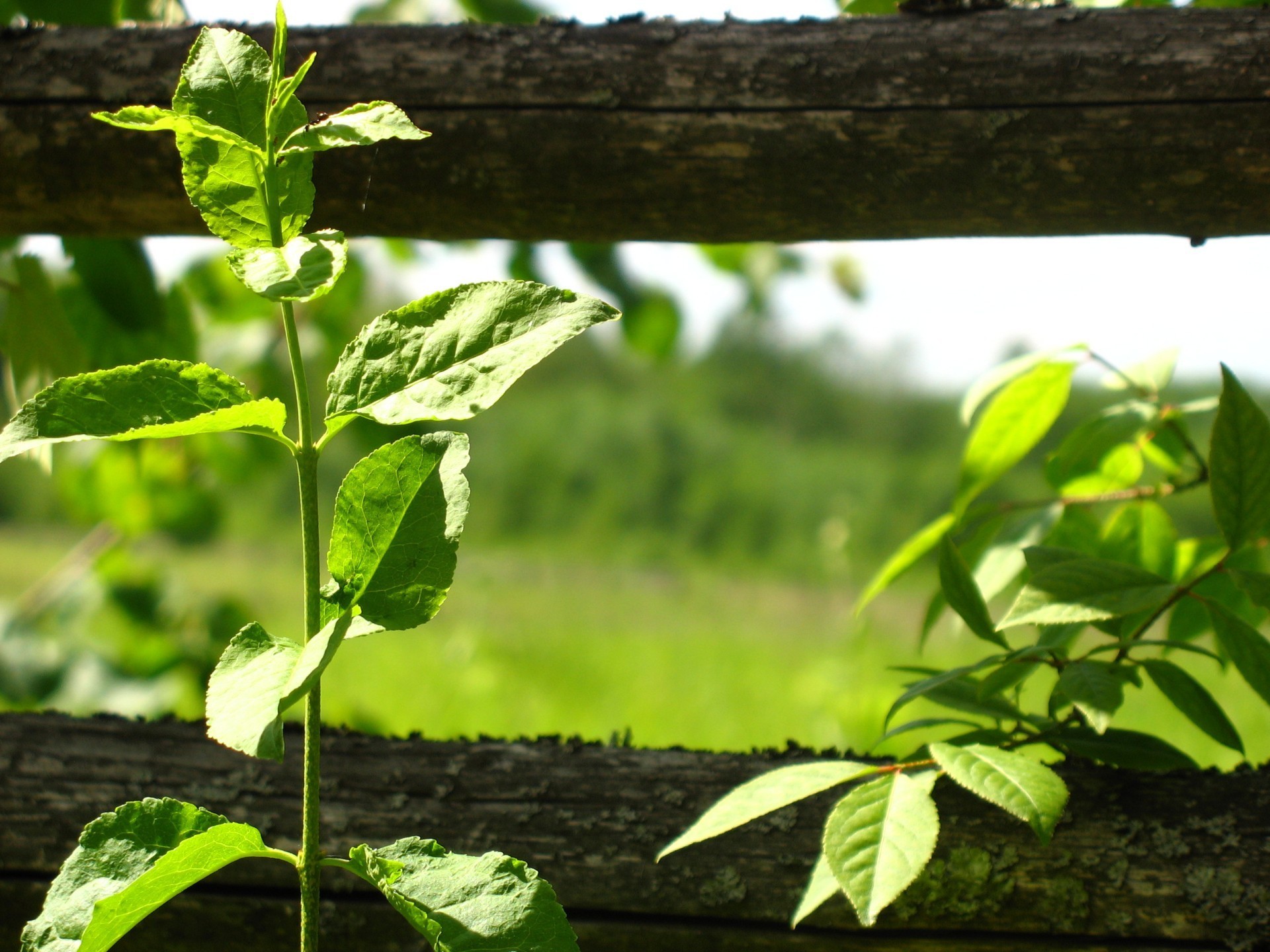 nature, Plants Wallpaper