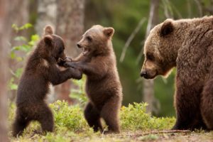 bear, Cubs