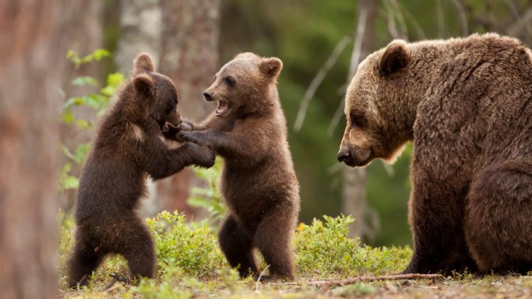 bear, Cubs HD Wallpaper Desktop Background