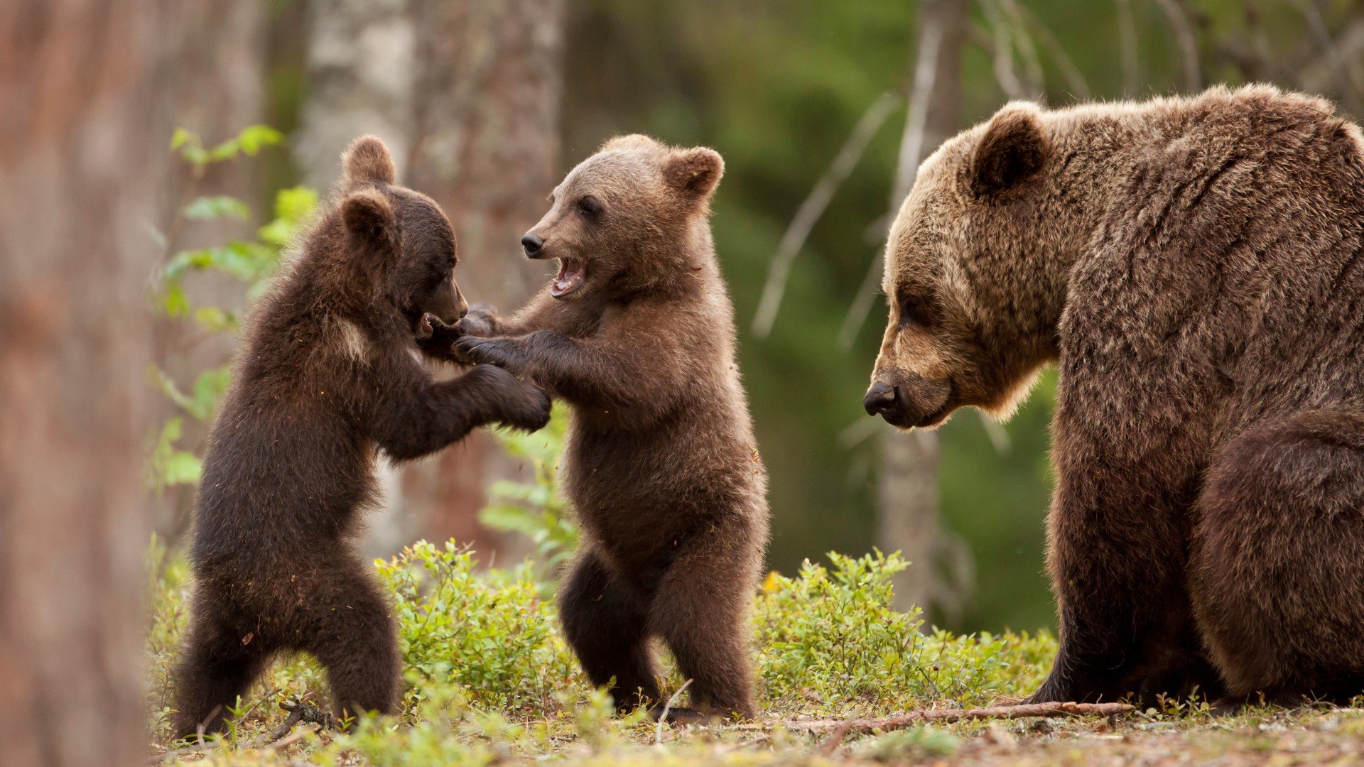 bear, Cubs Wallpaper