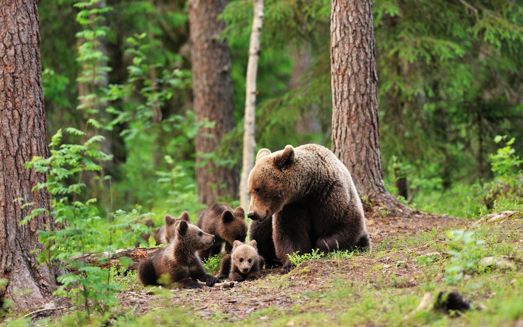 bear, Cub Wallpaper