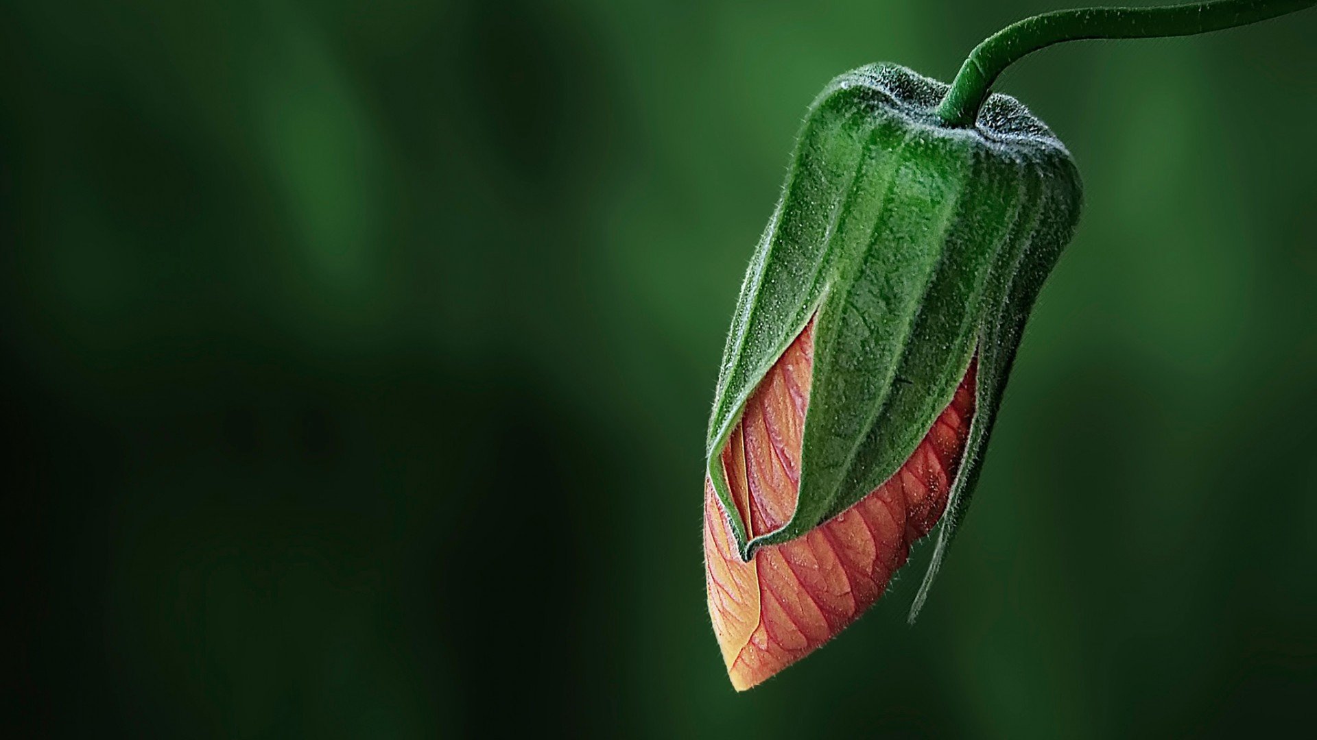 588001 Wallpaper