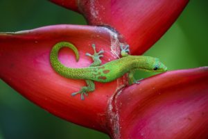 animals, Lizard, Tropical, Jungle, Colorful, Color, Green, Bokeh