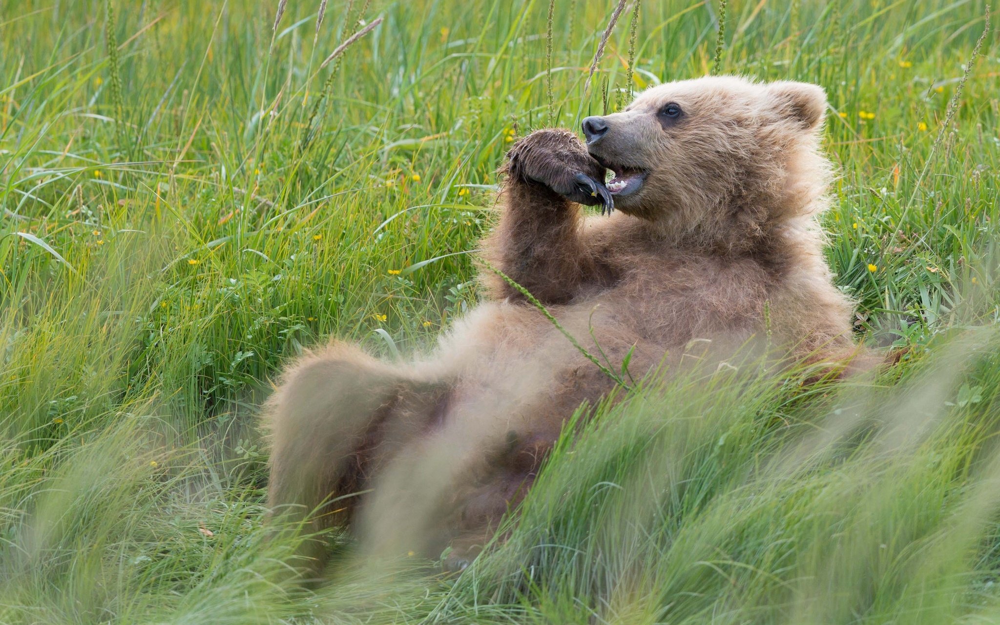 bears, Brown, Grass, Animals, Bear Wallpaper