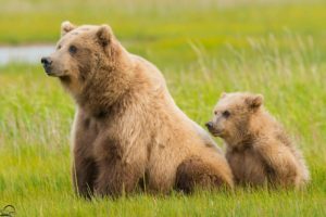bears, Brown, Grass, Two, Animals, Bear, Baby, Mother, Family