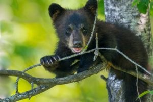 bears, Brown, Trunk, Tree, Branches, Animals, Bear, Cub, Baby, Cute