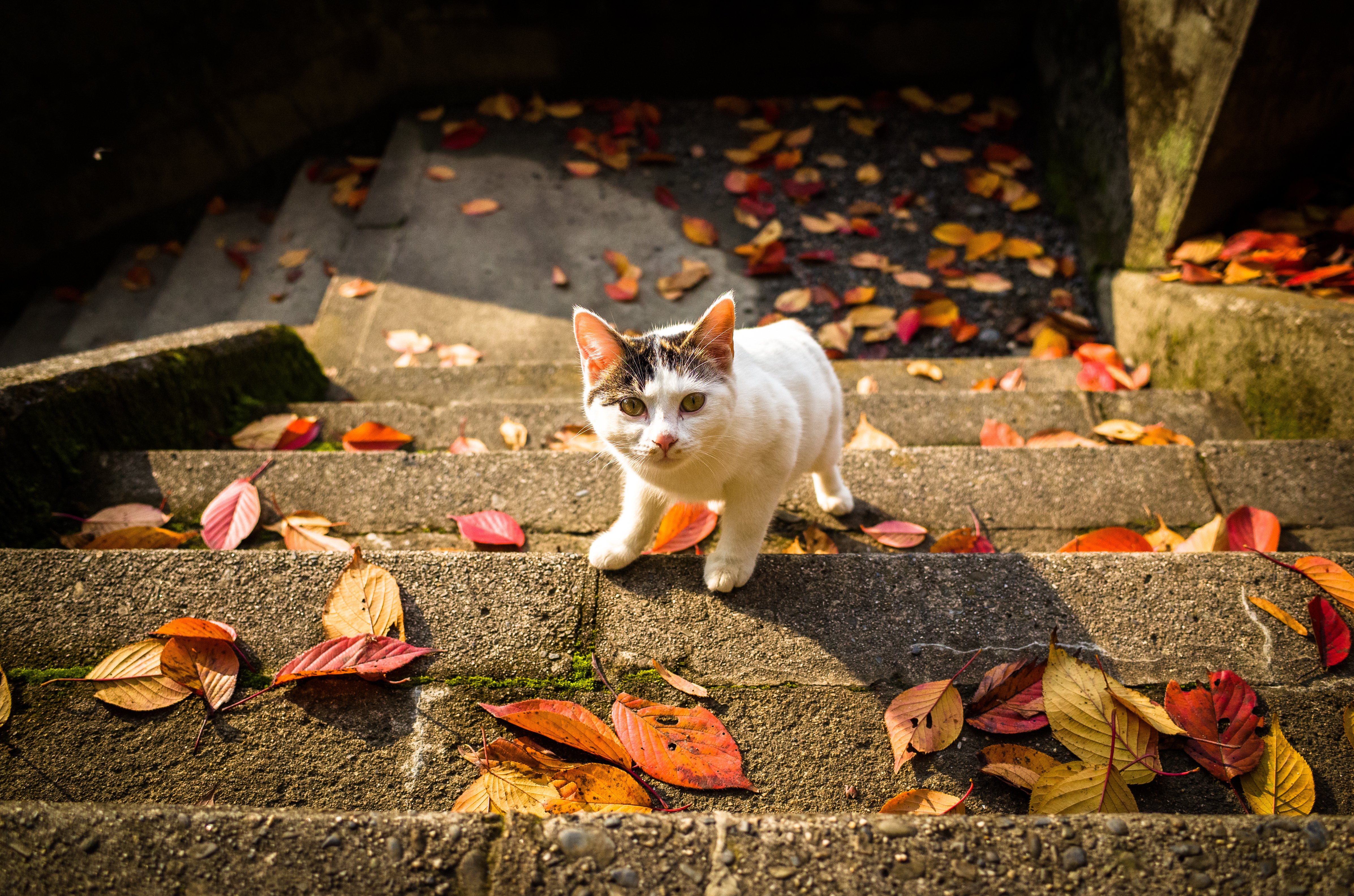 autumn, Stairs, Leaves, Cat Wallpaper