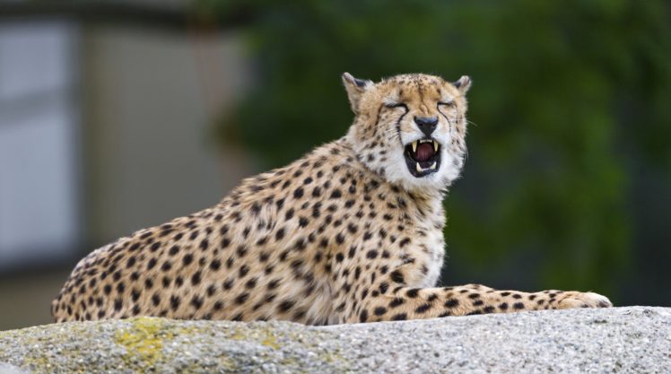 big, Cats, Cheetah, Roar, Snout, Animals, Snarl, Fangs HD Wallpaper Desktop Background