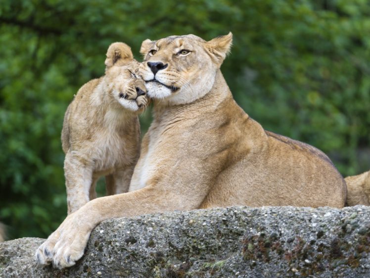 big, Cats, Lions, Cubs, Stones, Two, Animals, Lion, Cub, Baby, Love, Mother HD Wallpaper Desktop Background
