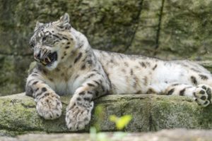 big, Cats, Snow, Leopards, Roar, Animals, Leopard