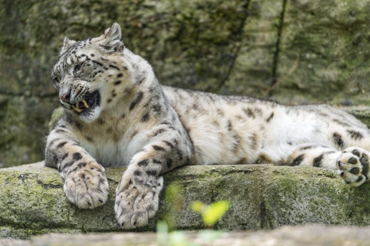 big, Cats, Snow, Leopards, Roar, Animals, Leopard HD Wallpaper Desktop Background