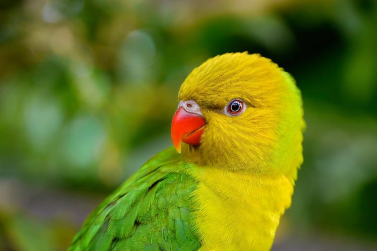 birds, Parrot, Beak, Animals HD Wallpaper Desktop Background