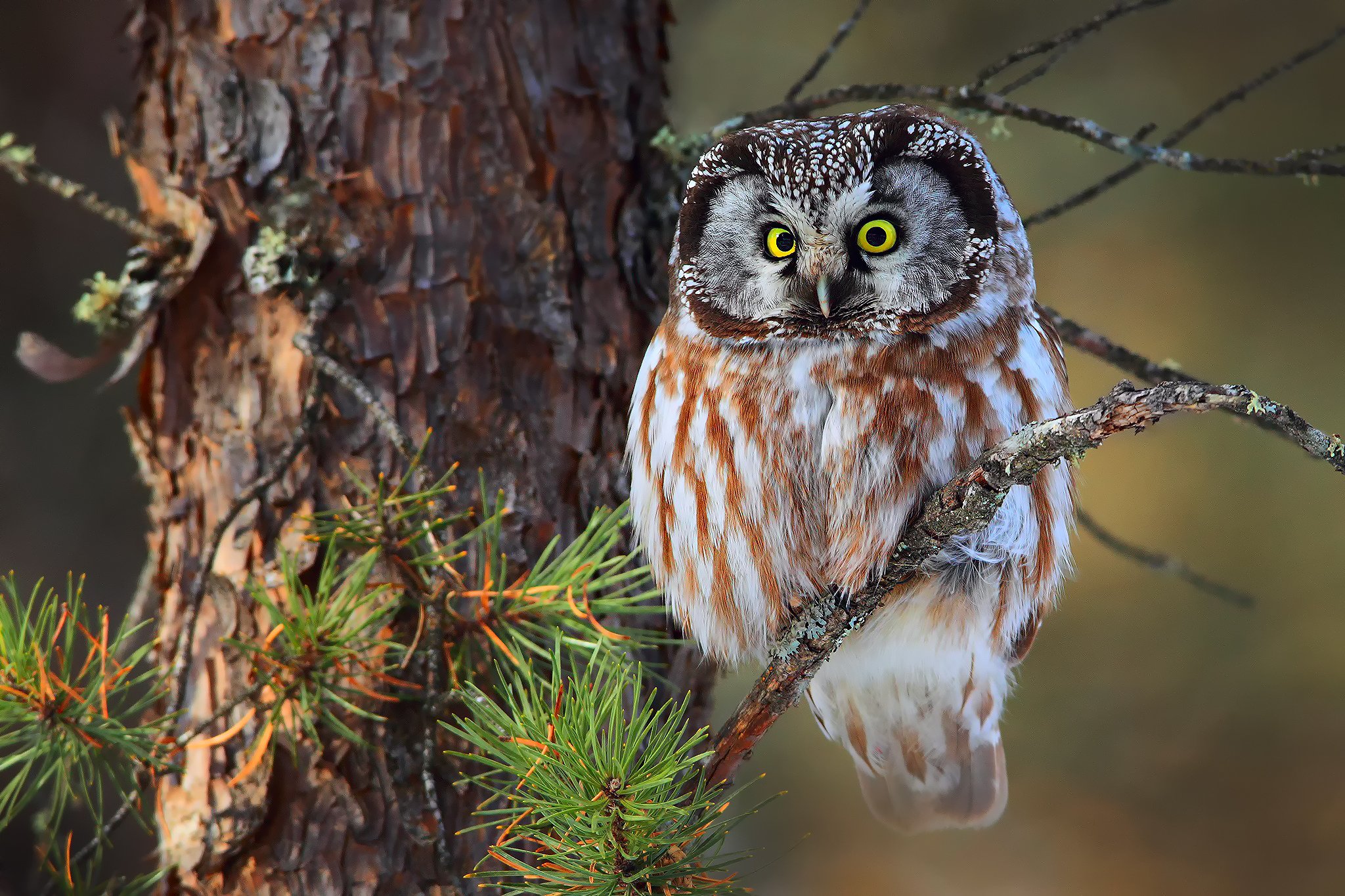 boreal, Owl, Forest Wallpaper