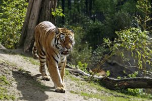big, Cats, Tigers, Animals, Tiger