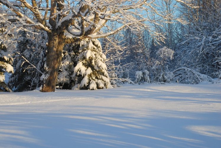 canada, Winter, Snow, Forest, Trees HD Wallpaper Desktop Background