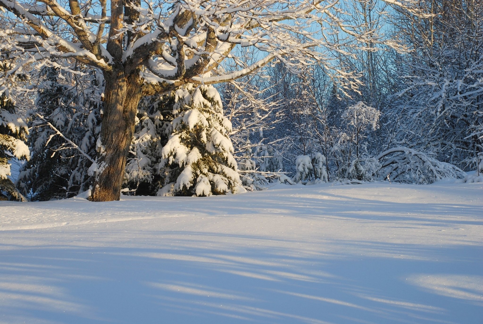 canada, Winter, Snow, Forest, Trees Wallpaper