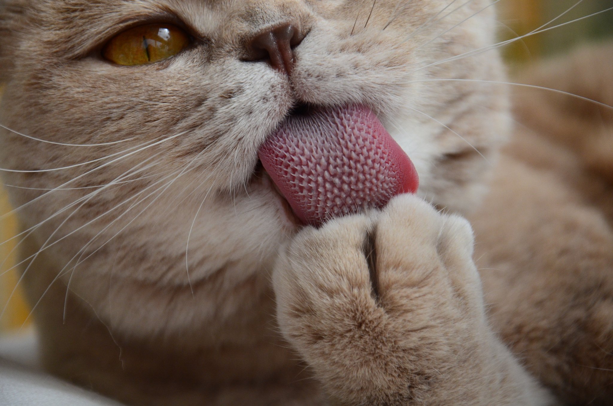 cats, Closeup, Paws, Animals, Tongue, Bath Wallpaper