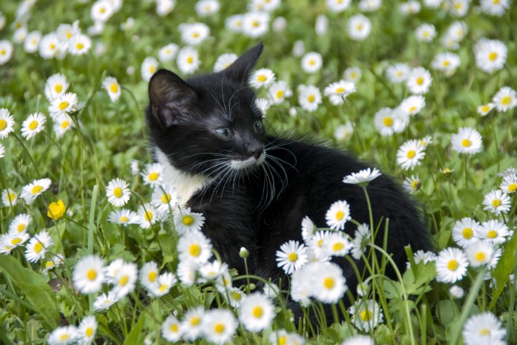 cats, Camomiles, Many, Kitten, Animals, Flowers, Baby, Bokeh HD Wallpaper Desktop Background