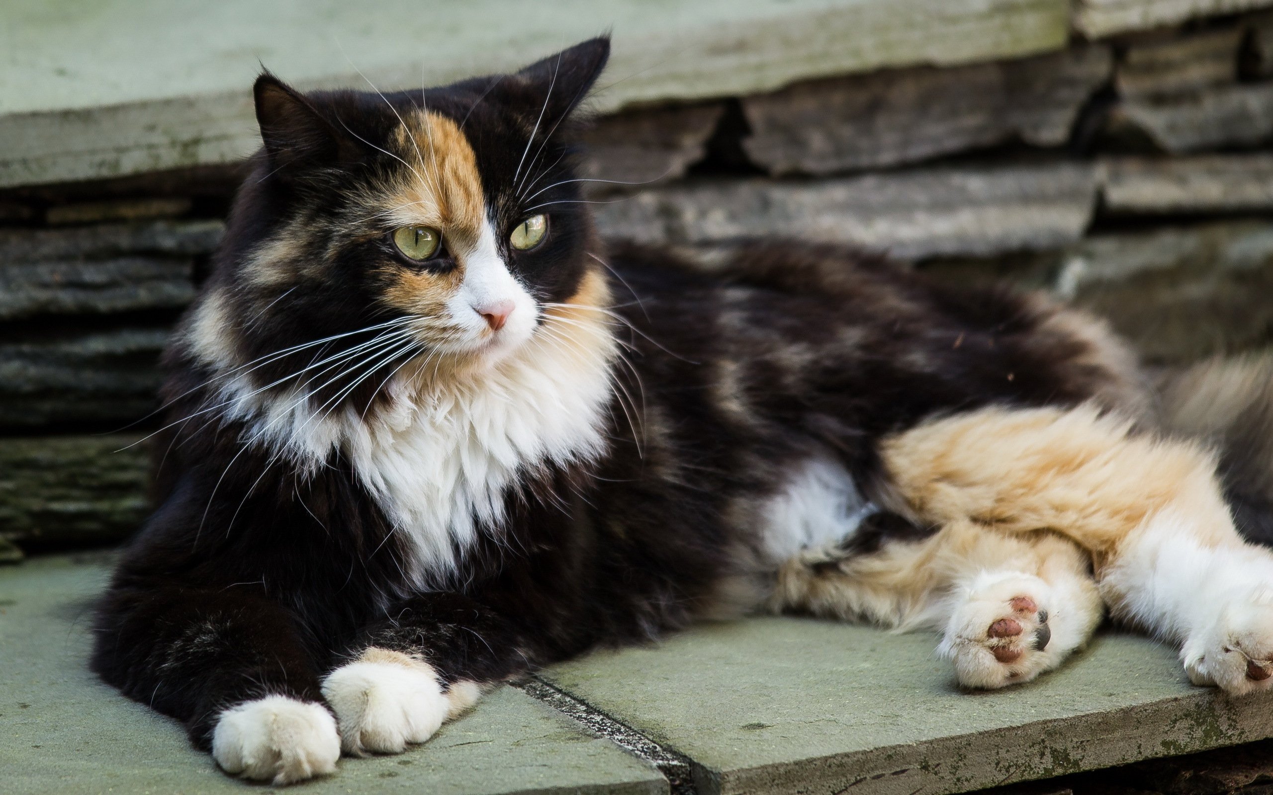 cats, Glance, Animals Wallpaper