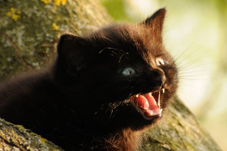 cats, Kitten, Black, Snout, Animals, Baby, Snarl, Fangs HD Wallpaper Desktop Background
