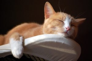 cats, Sleep, Animals