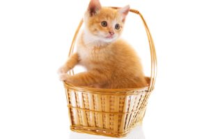 cats, Wicker, Basket, Kitten, Ginger, Color, Animals, Baby