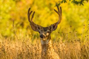 deer, Horns, Animals