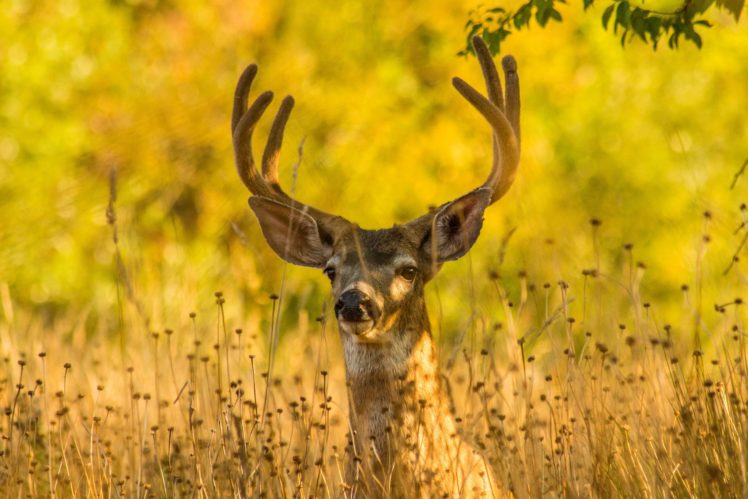 deer, Horns, Animals HD Wallpaper Desktop Background