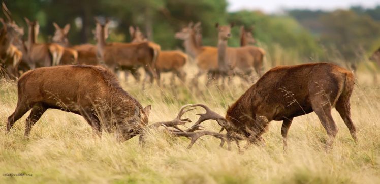 deer, Couple, Horns, Fight HD Wallpaper Desktop Background
