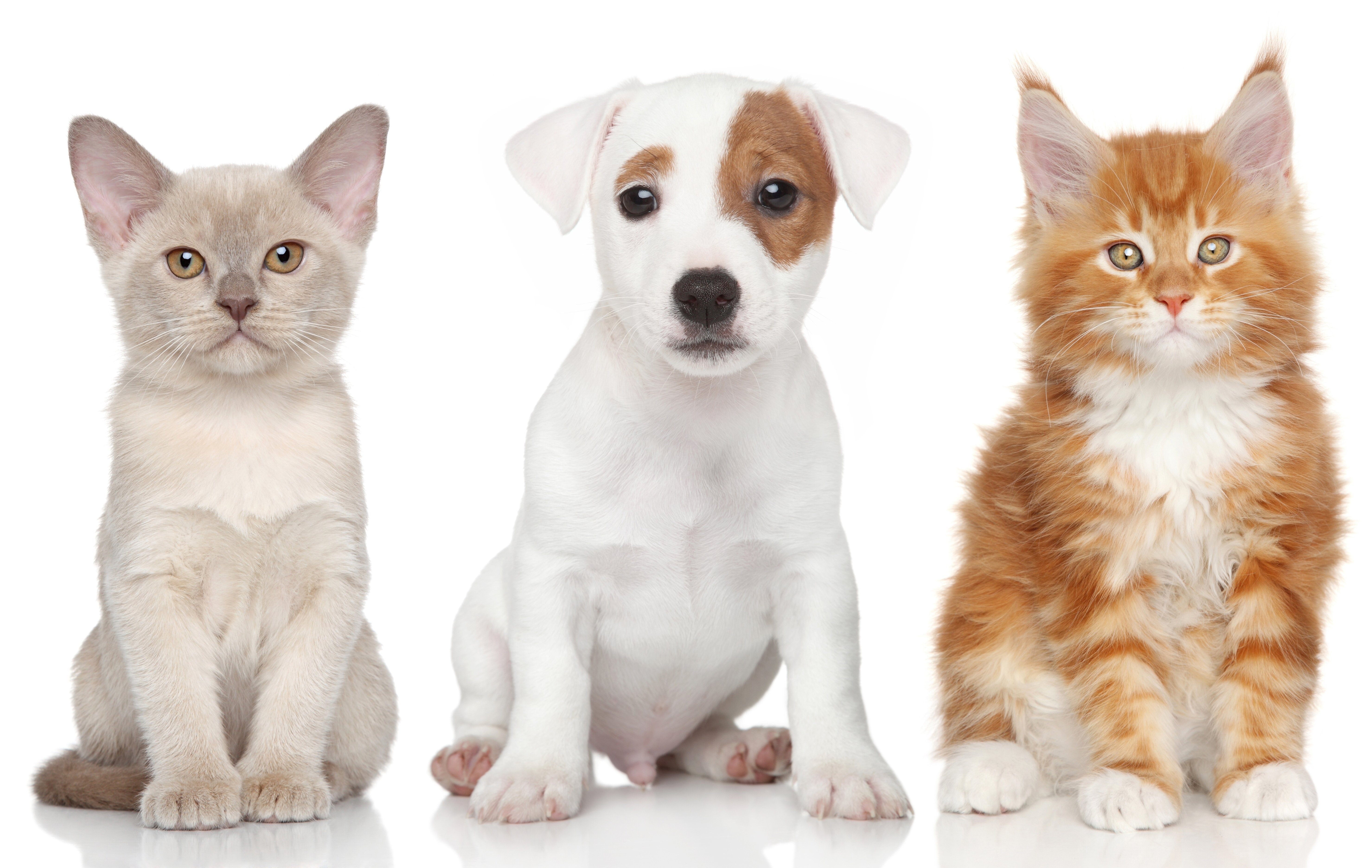 dogs, Cats, Three, 3, Puppy, Kittens