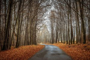 forest, Autumn, Trees, Road, Landscape