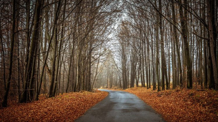 forest, Autumn, Trees, Road, Landscape HD Wallpaper Desktop Background