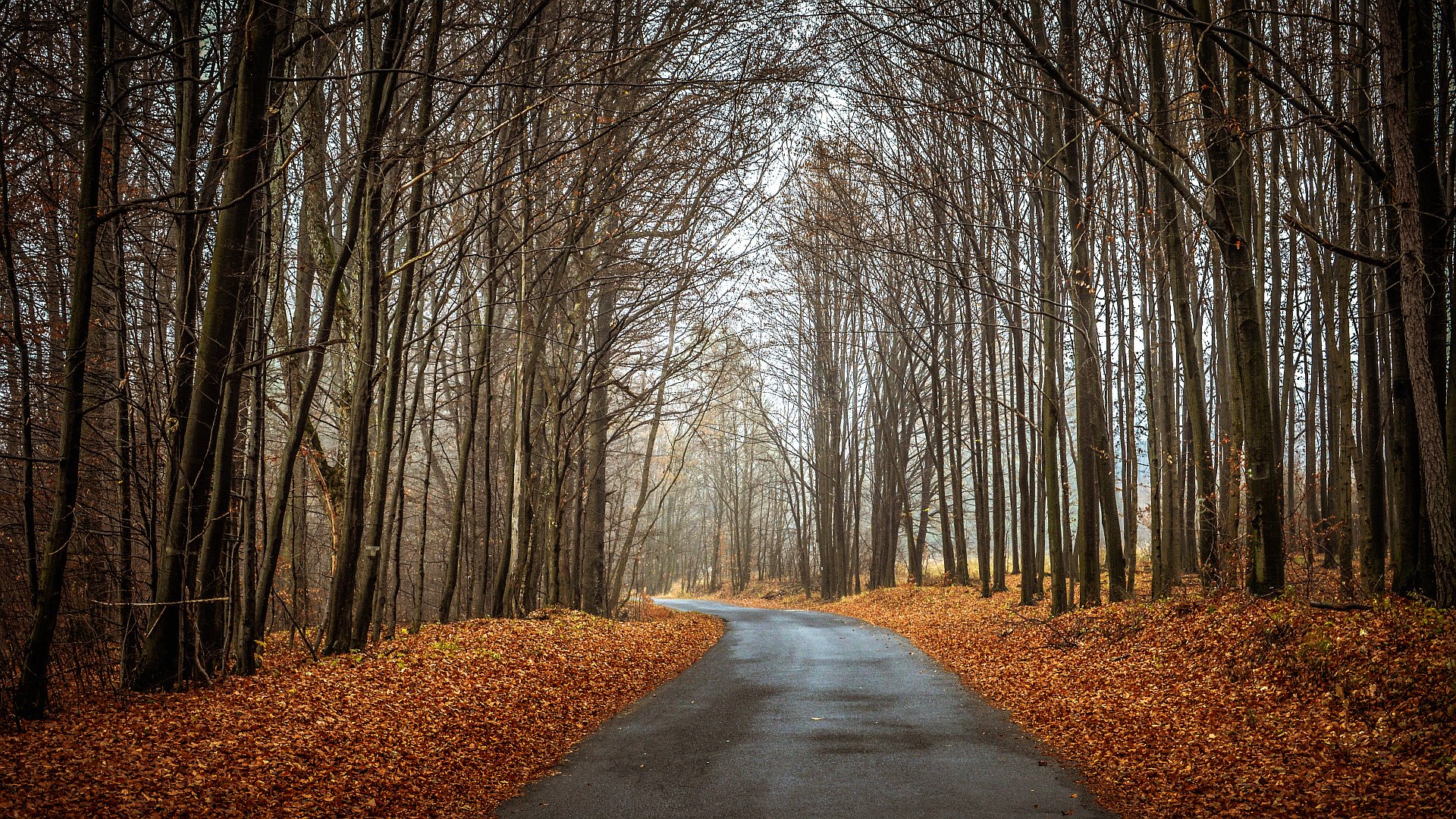 forest, Autumn, Trees, Road, Landscape Wallpaper