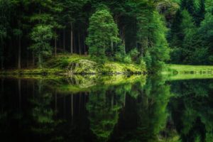 forest, Nature, Lake, Reflection, Trees