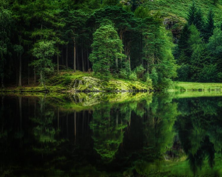 forest, Nature, Lake, Reflection, Trees HD Wallpaper Desktop Background