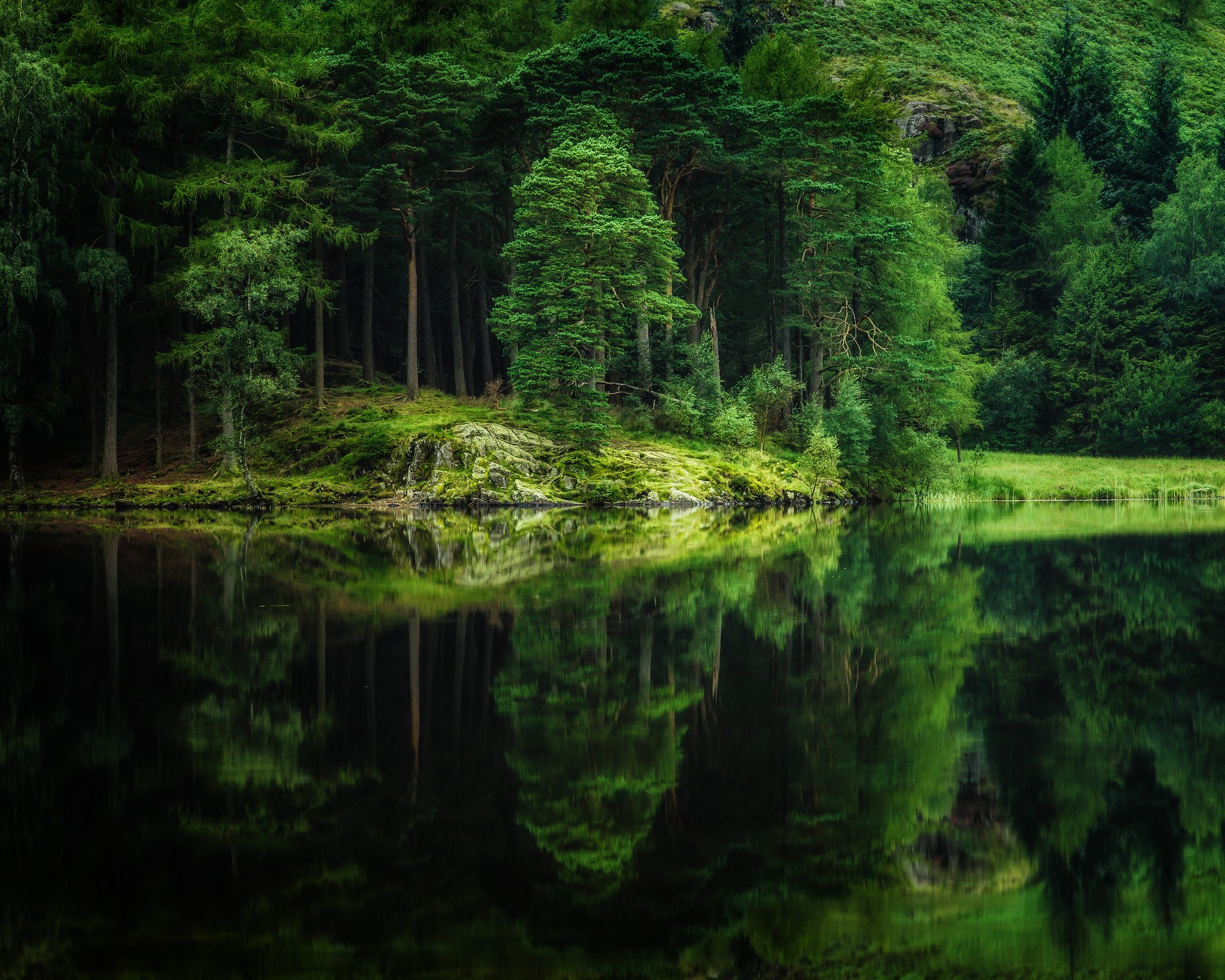 forest, Nature, Lake, Reflection, Trees Wallpaper