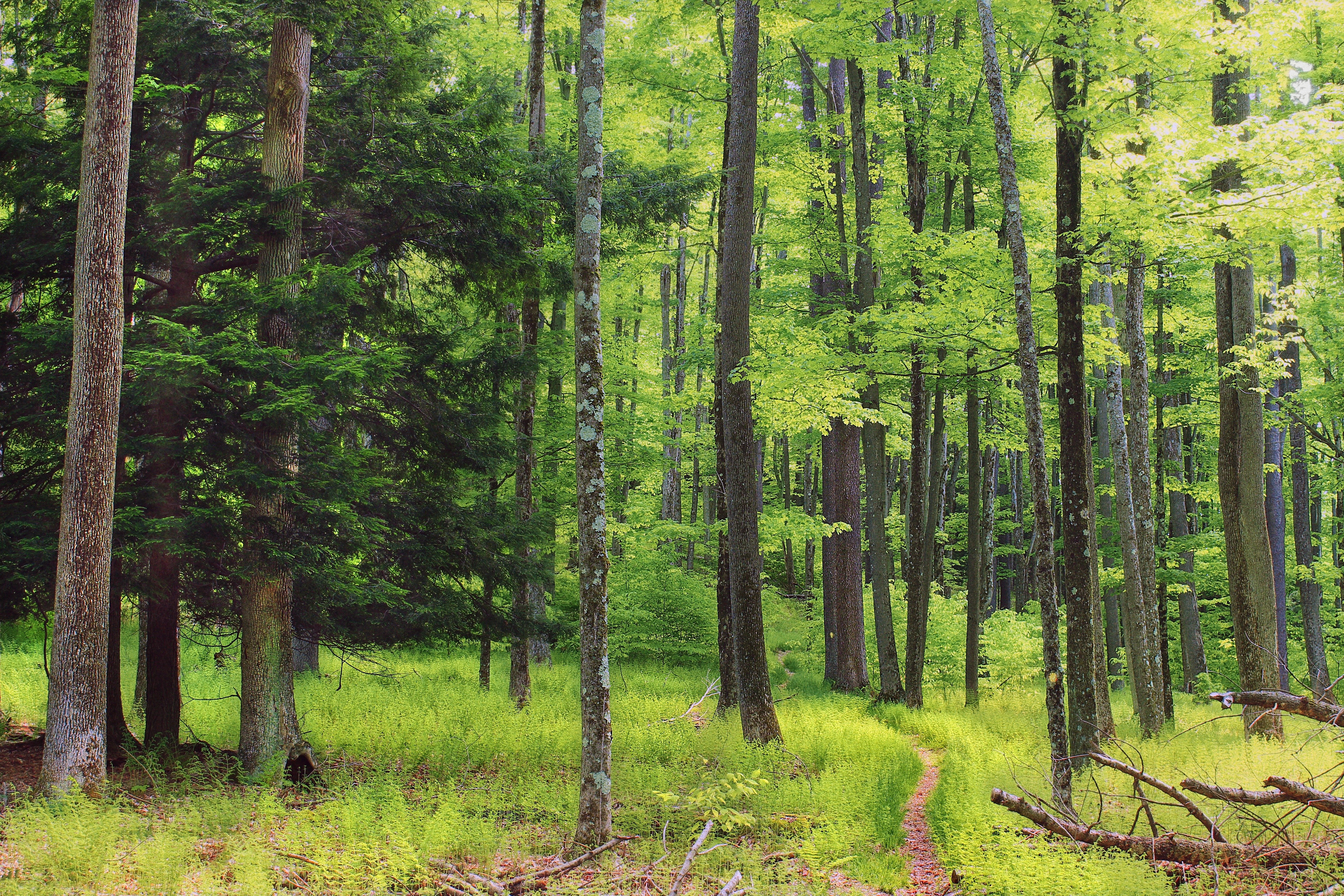 forest, Trees, Nature, Path, Trail Wallpaper