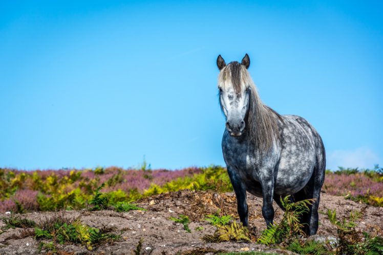 horses, Animals, Horse HD Wallpaper Desktop Background