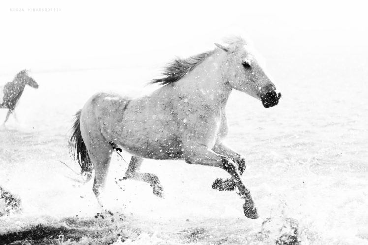horses, Spray, Run, White, Animals, Horse, Drops, Ocean, Sea HD Wallpaper Desktop Background
