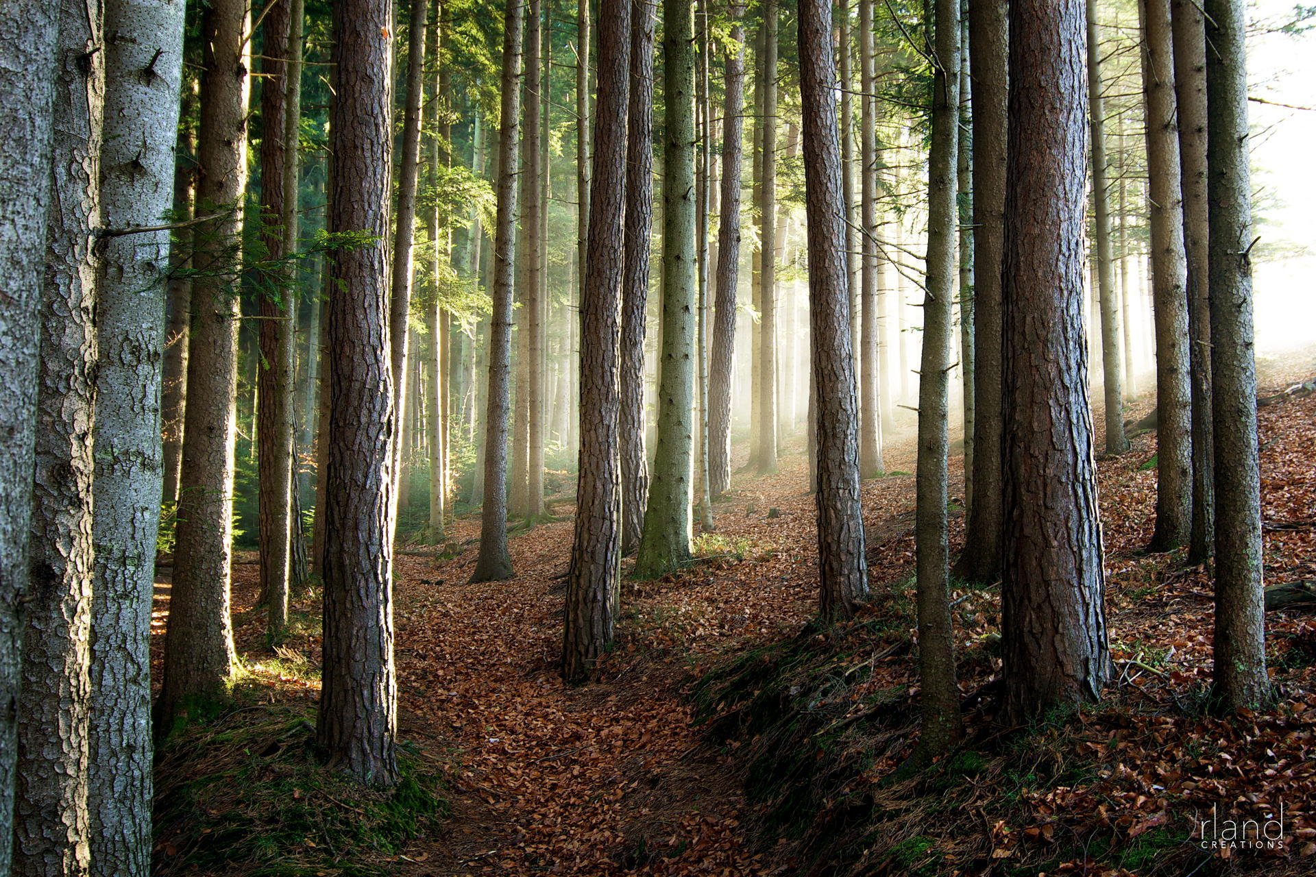 nature, Forest, Trees, Fog, Mist Wallpaper