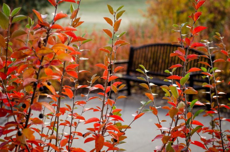 park, Bench, Plants, Tree, Autumn, Bokeh HD Wallpaper Desktop Background
