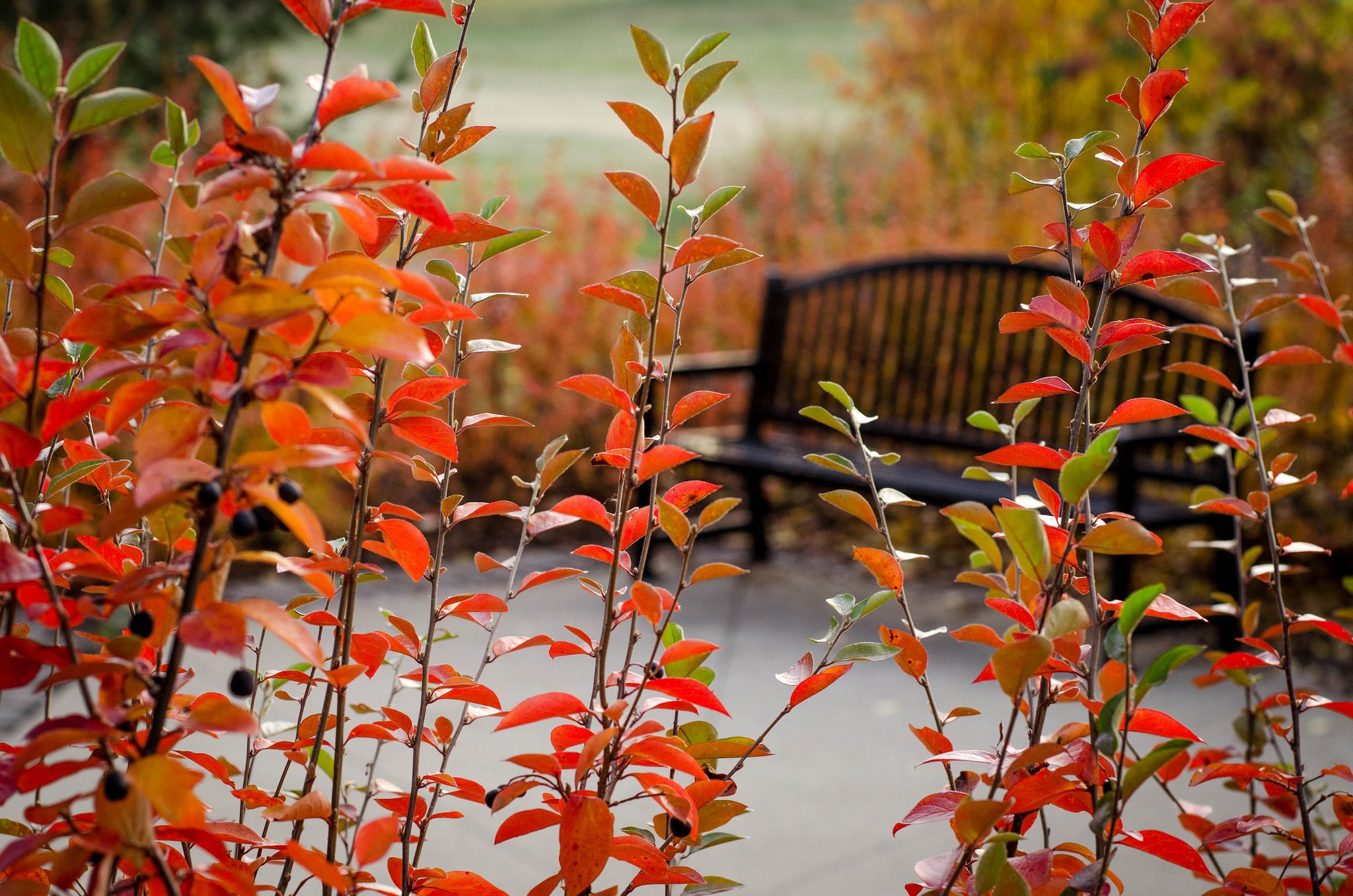 park, Bench, Plants, Tree, Autumn, Bokeh Wallpaper