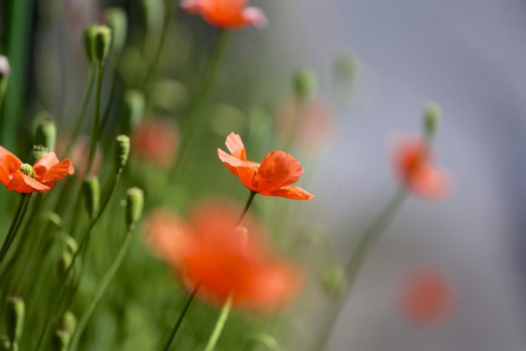 poppies, Red, Field, Many, Summer, Nature, Focus, Bokeh, Poppy, Macro HD Wallpaper Desktop Background