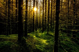 rays, Sun, Forest, Moss, Trees, Norway, Bergen