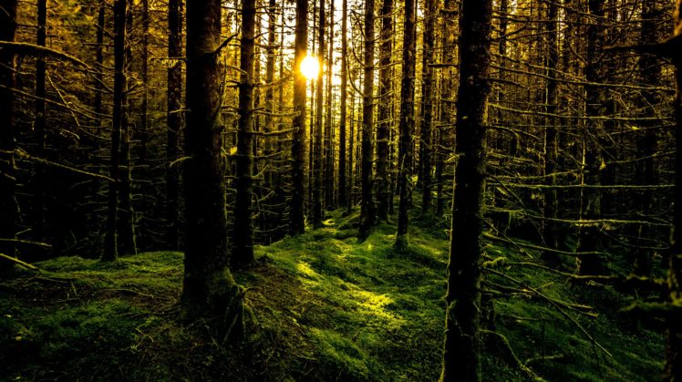 rays, Sun, Forest, Moss, Trees, Norway, Bergen HD Wallpaper Desktop Background